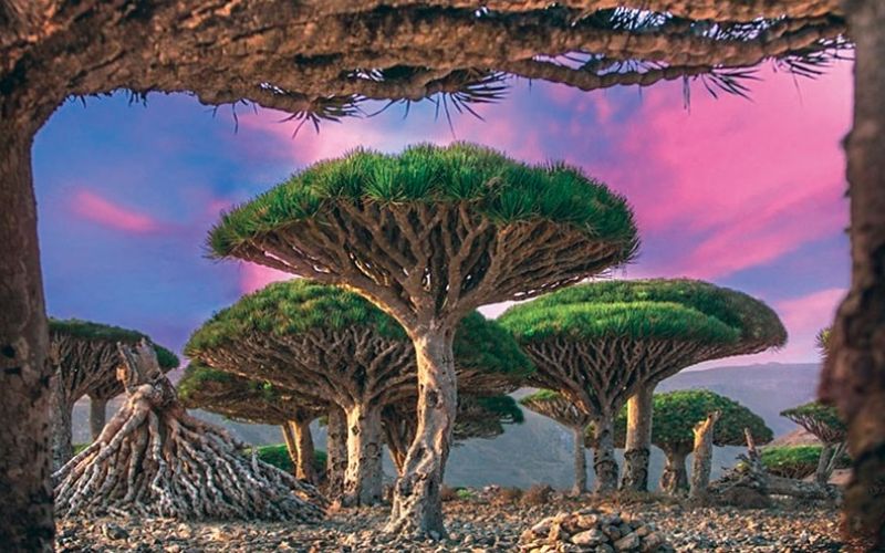 Đảo Socotra