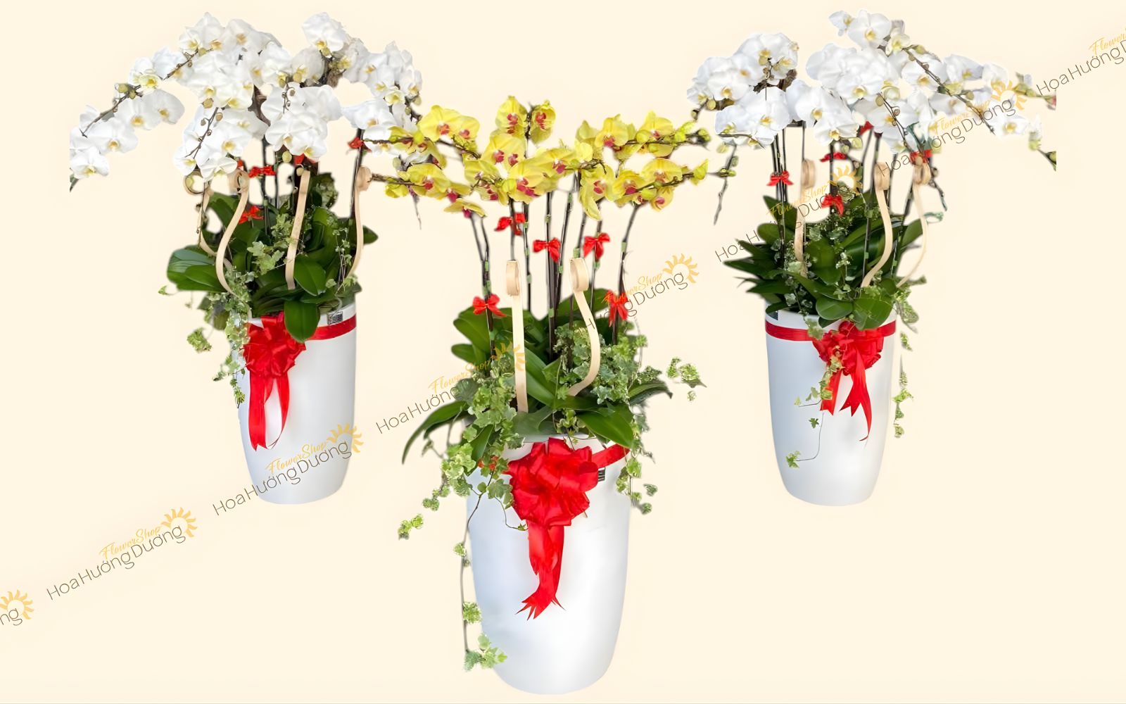  Lan Hồ Điệp chúc mừng màu trắng - vàng